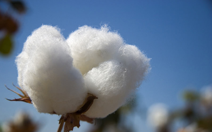 Scientists for expanding cotton farming in Barind region to boost